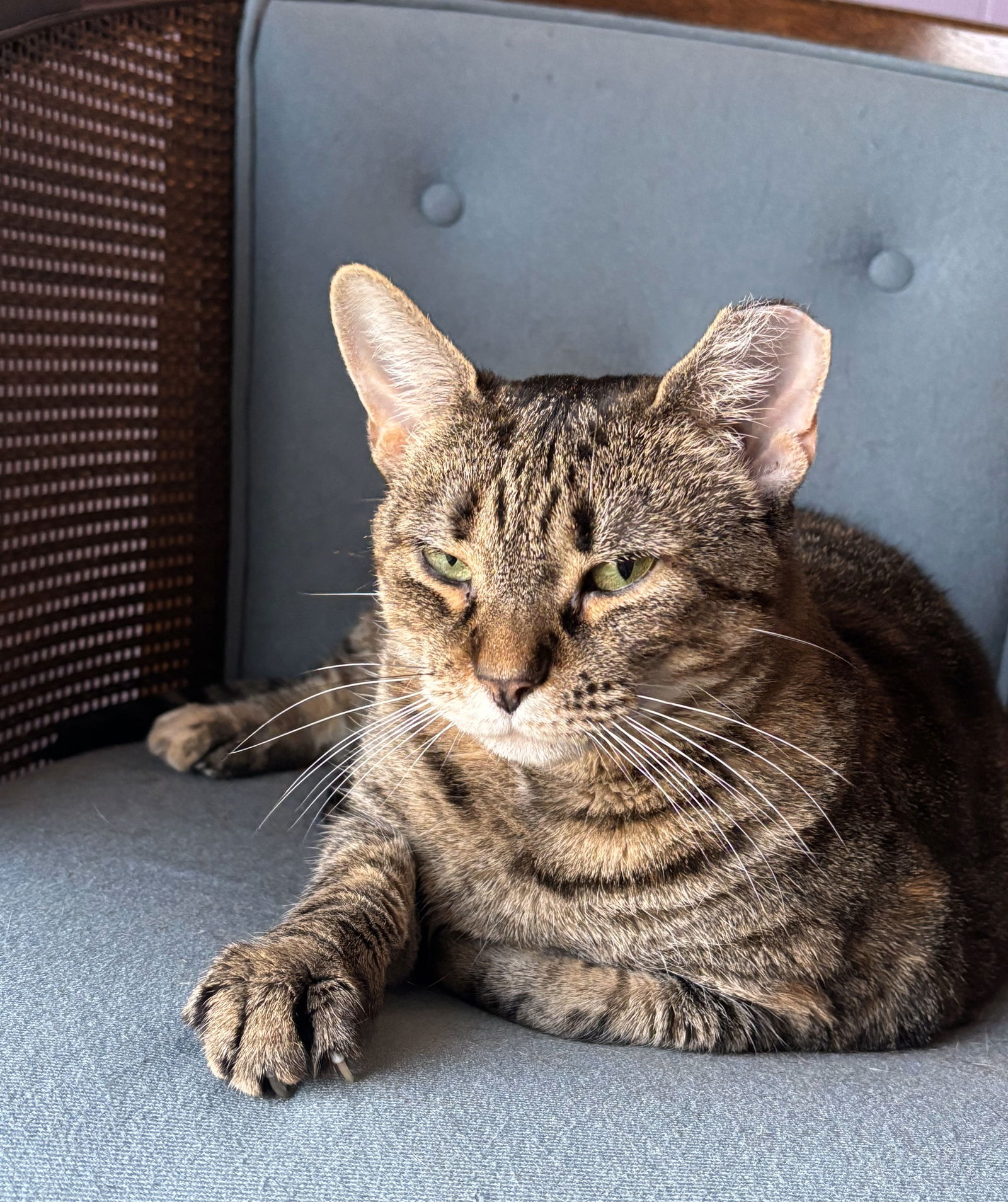 adoptable Cat in Harrisburg, PA named Venelope (Special Soul Needed)