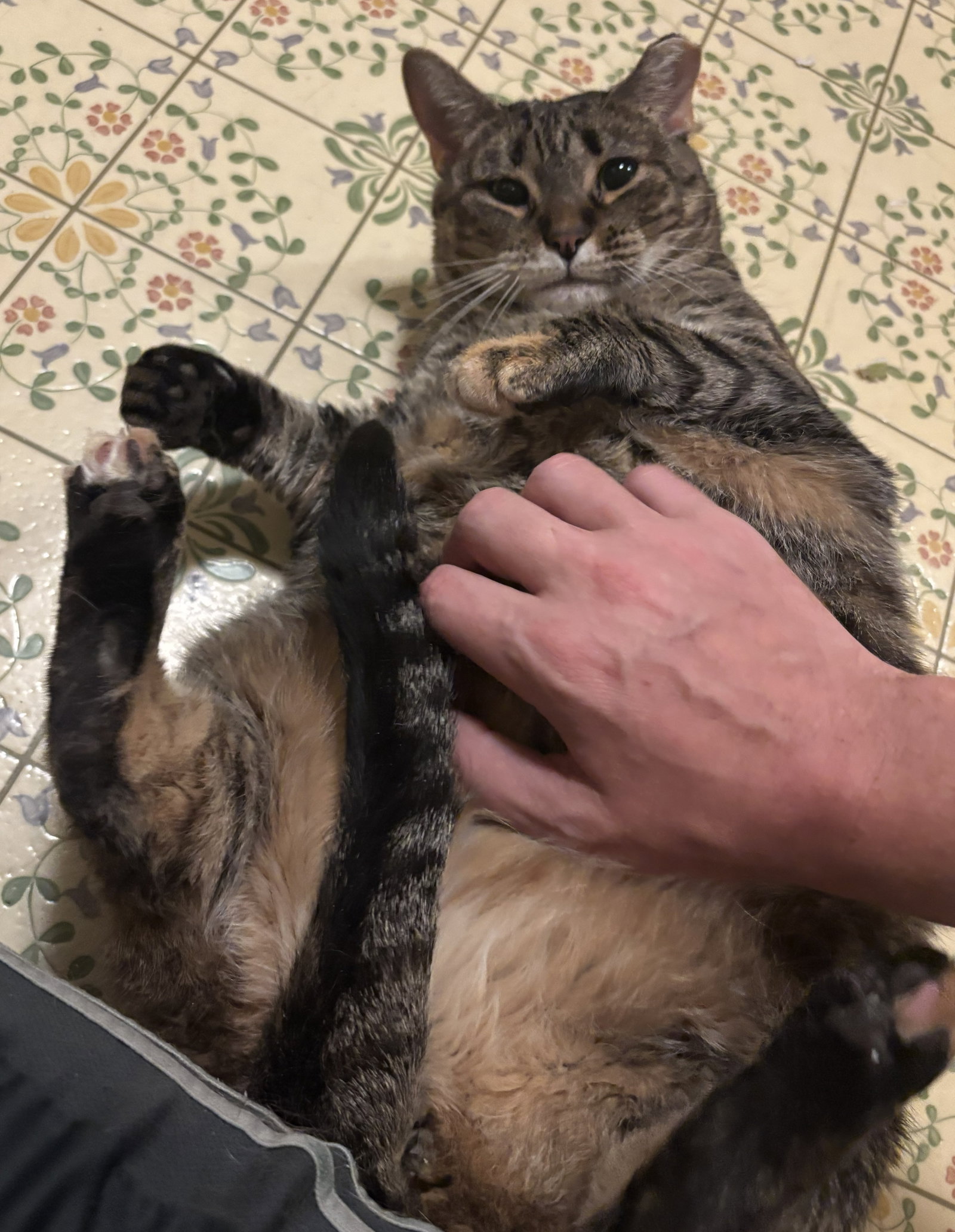 Venelope (Senior Cat Special Soul Needed!), cat