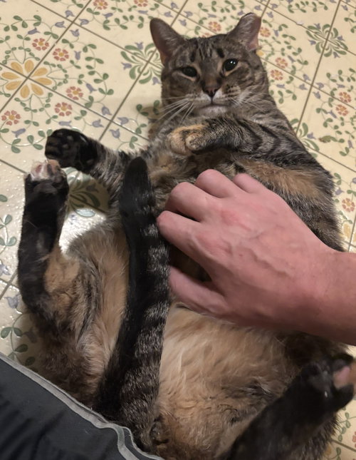 Photo 5 of Venelope (Senior Cat Special Soul Needed!)