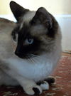 TIPPY - Beautiful Siamese & Calico Mix