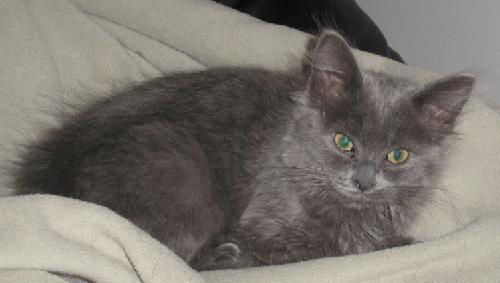 Enchanting Willow