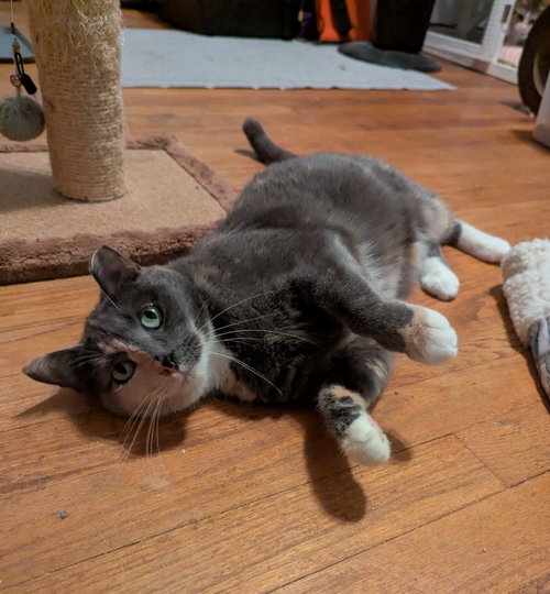 LEXIE - Dilute Calico / Torbie available for adoption