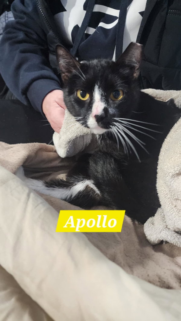 Apollo