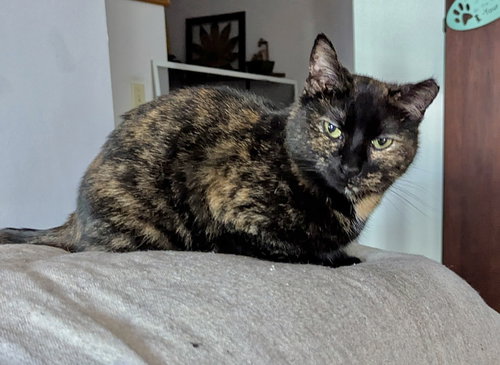 MORTICIA - Domestic Short Hair for adoption in Harrisburg