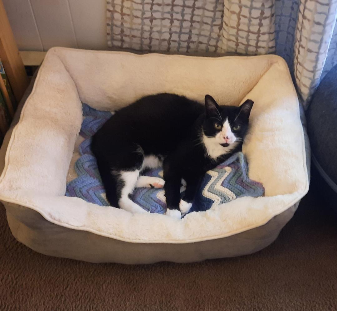 adoptable Cat in Harrisburg, PA named MAESTRO!