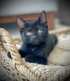 Allister (dog friendly kitten)