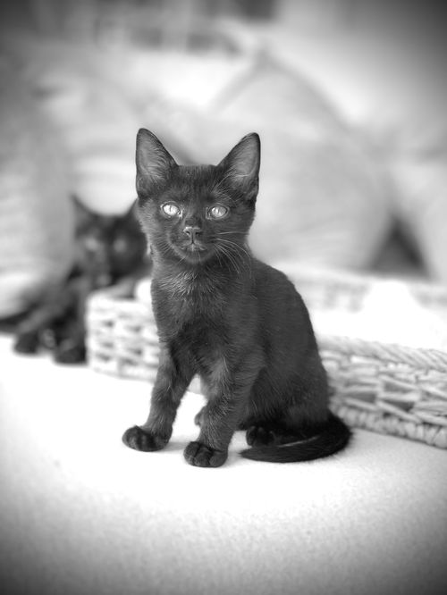 Allister (dog friendly kitten)