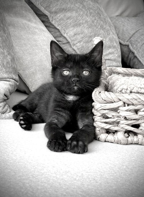 Addison (dog friendly kitten)