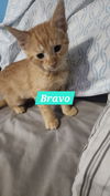 Bravo