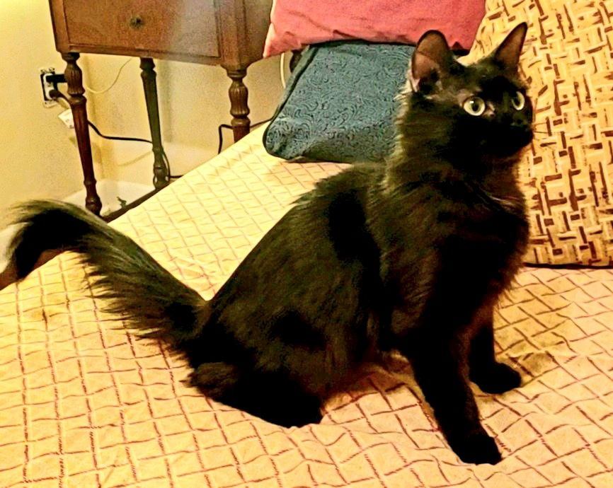 adoptable Cat in Harrisburg, PA named Brie