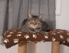 Ruby - Photo 2