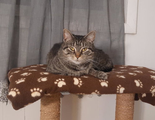 RUBY - Domestic Short Hair available for adoption