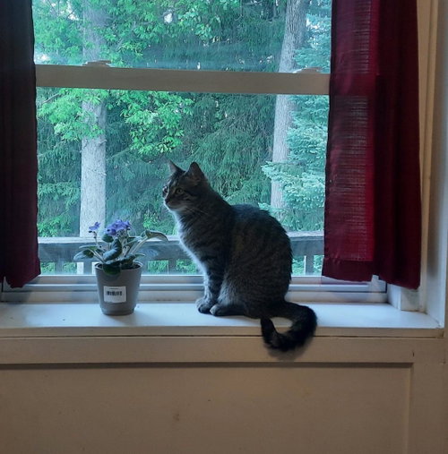 RUBY - Domestic Short Hair for adoption in Harrisburg