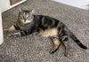 Slim Jim The Dog Cat