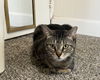 Slim Jim The Dog Cat