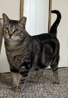Slim Jim The Dog Cat