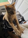 Cersei (Sassy Orange Female)