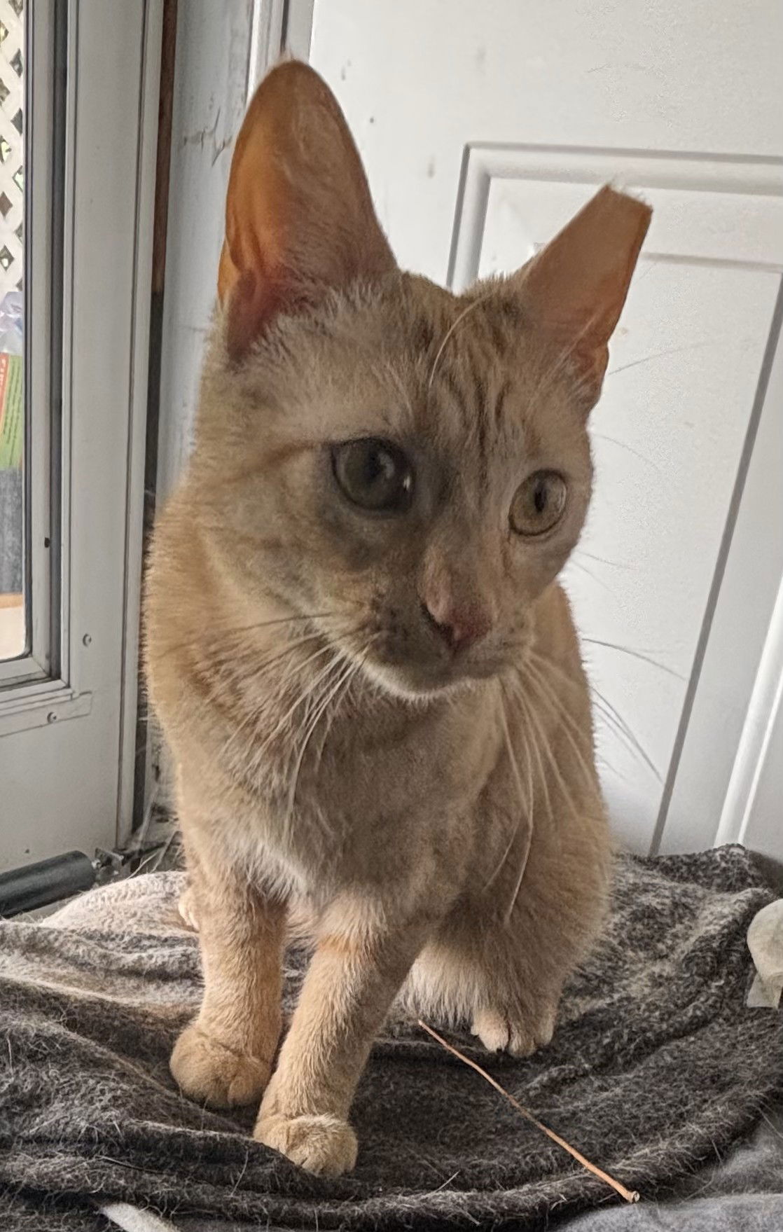 adoptable Cat in Harrisburg, PA named Cersei (Sassy Orange Female)