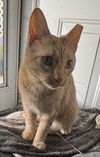 Cersei (Sassy Orange Female)