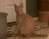 $0 ADOPTION FEE!! Cersei (Sassy Orange Female)