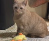 $0 ADOPTION FEE!! Cersei (Sassy Orange Female)