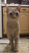 $0 ADOPTION FEE!! Cersei (Sassy Orange Female)