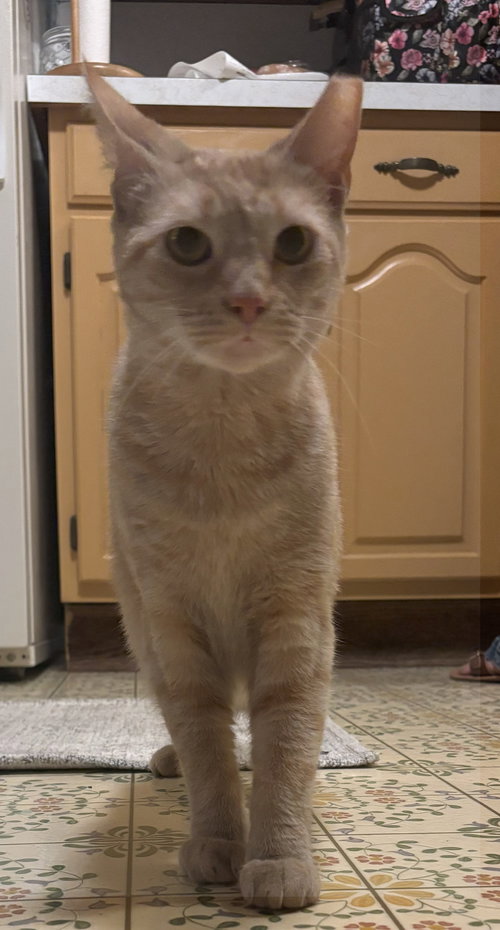$0 ADOPTION FEE!! Cersei (Sassy Orange Female)