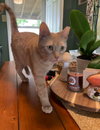 $0 ADOPTION FEE!! Cersei (Sassy Orange Female)