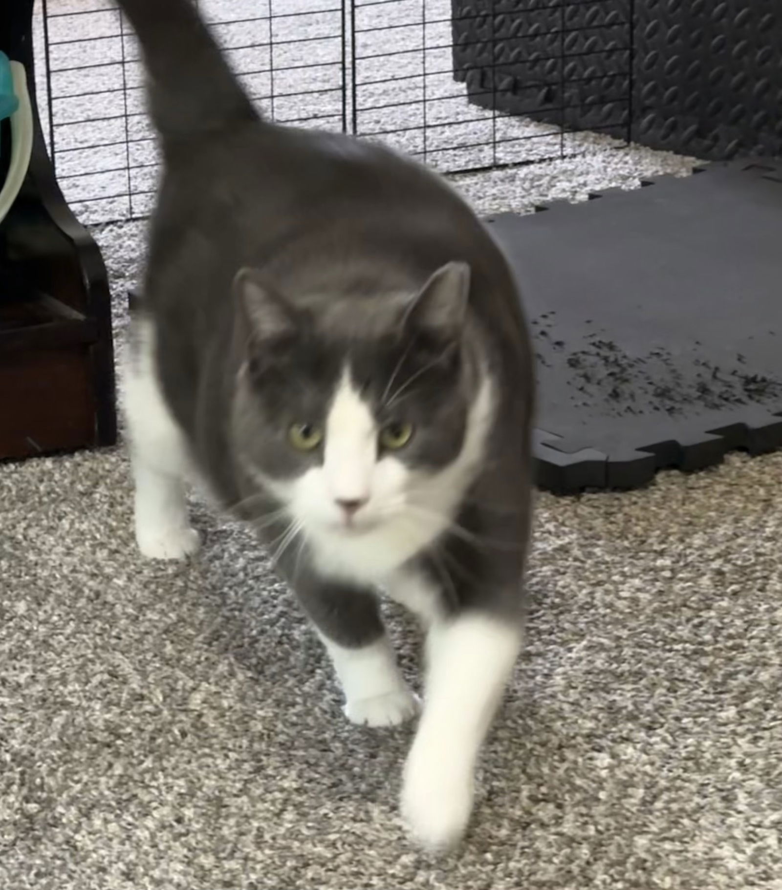 adoptable Cat in Harrisburg, PA named Sandor