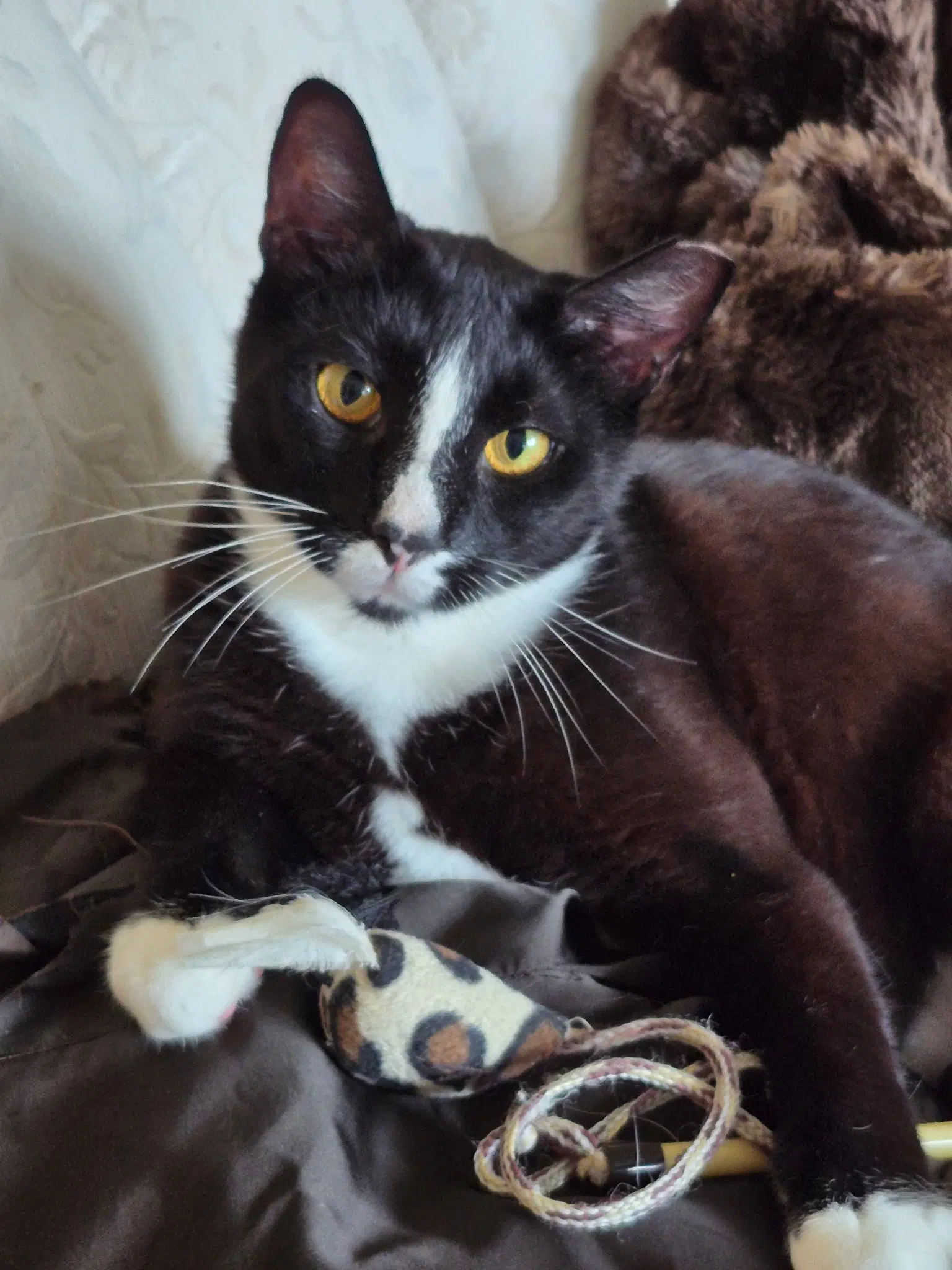 Garnet - Domestic Short Hair
