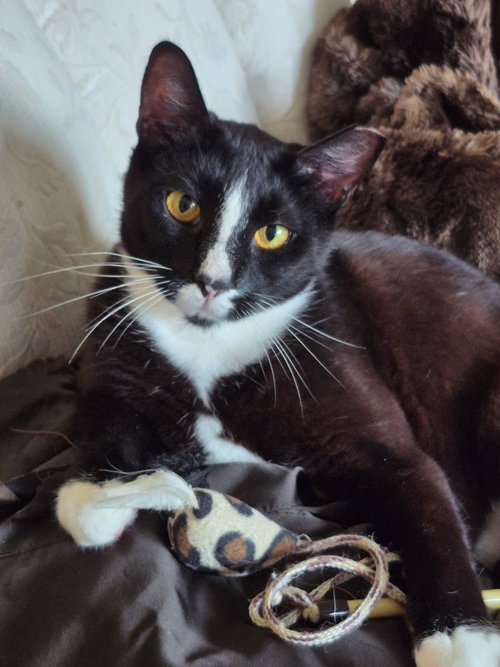 GARNET - Domestic Short Hair available for adoption
