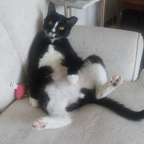 GARNET - Domestic Short Hair available for adoption