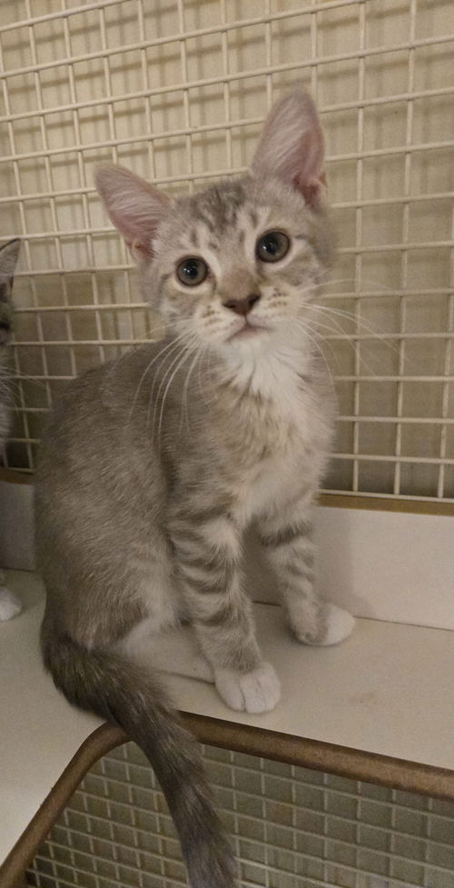 Apricot- Come meet me at Petco on Jonestown Rd!