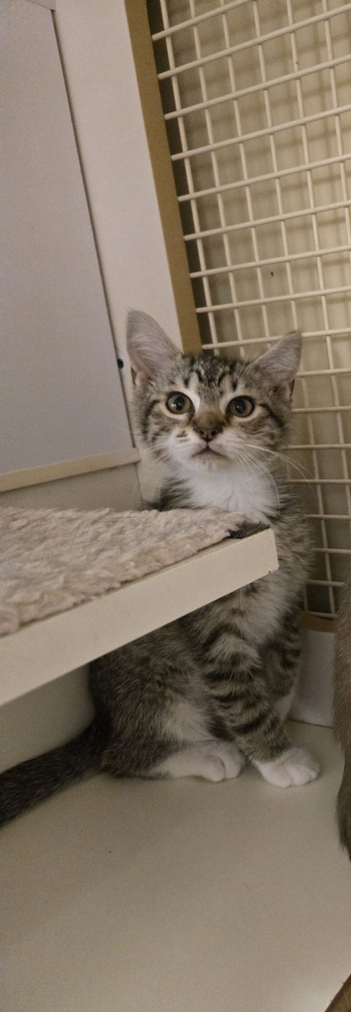 Almond- Come meet me at Petco Jonestown Rd!