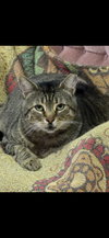 Hank The Tank - Photo 1