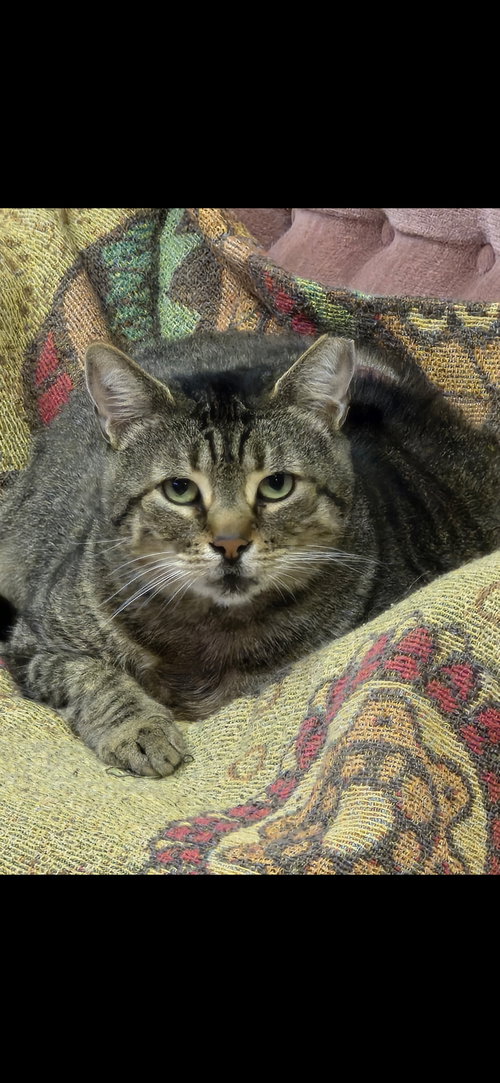 picture of the cat needing adoption