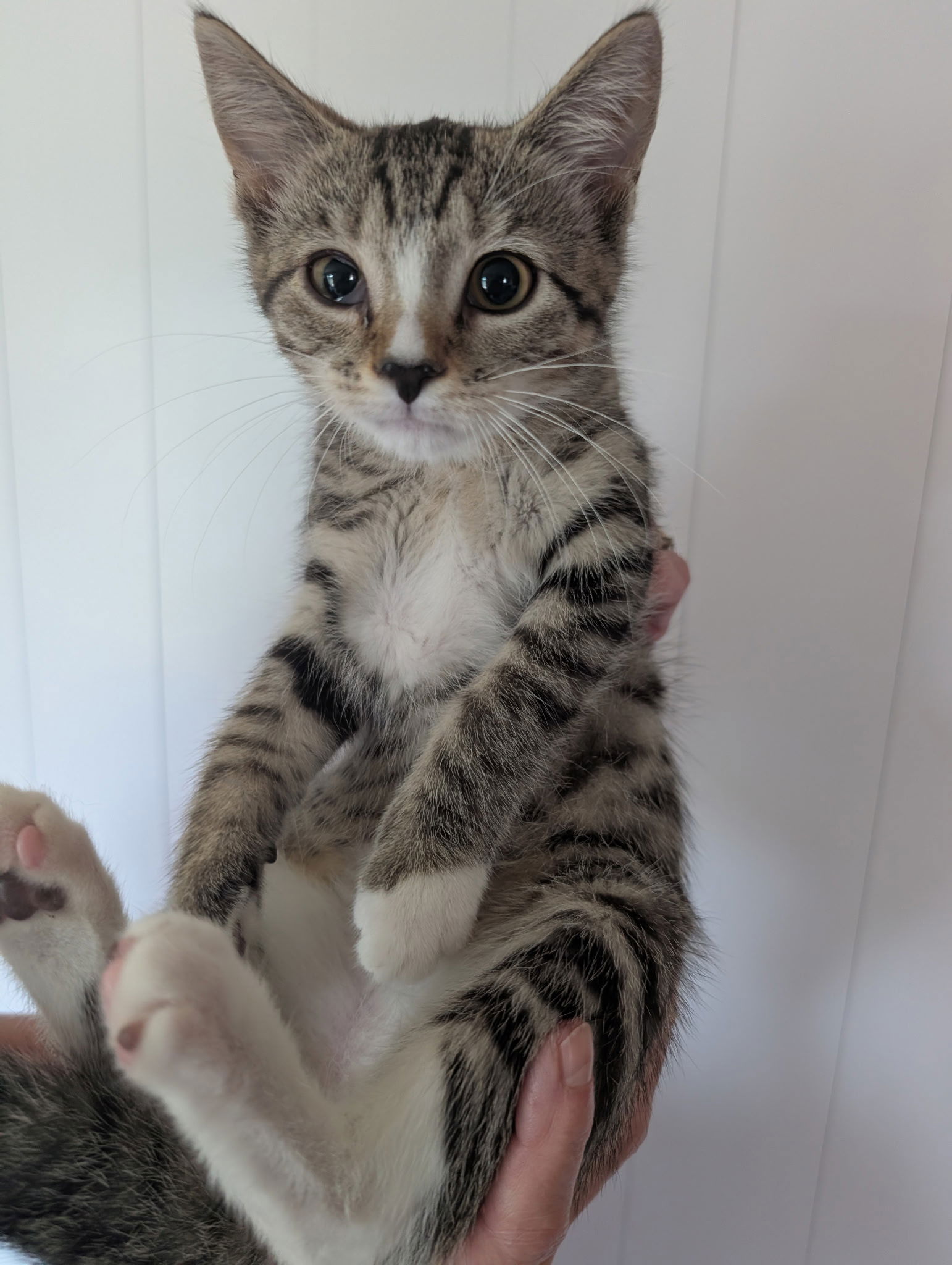 adoptable Cat in Harrisburg, PA named Emerald