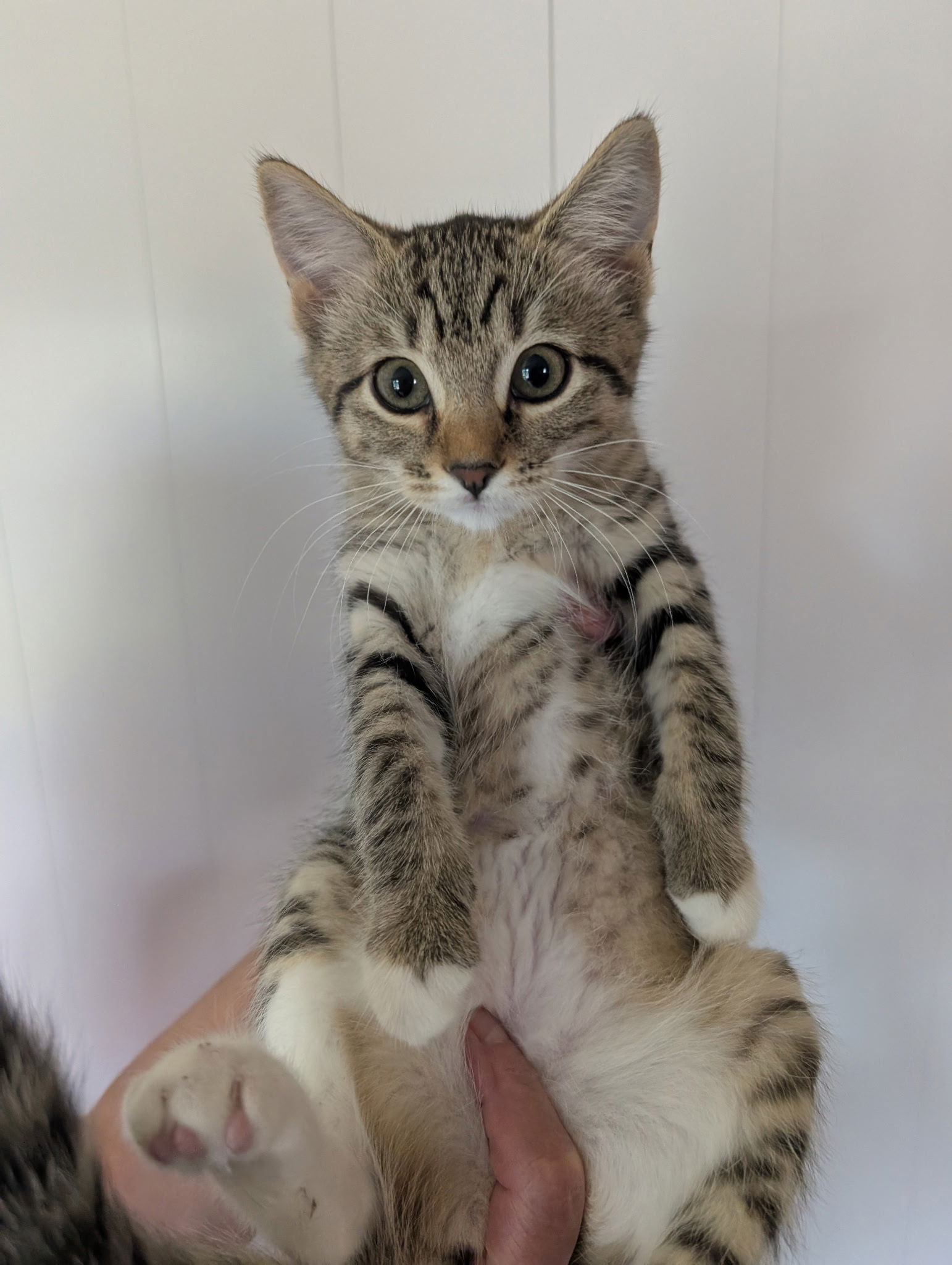 adoptable Cat in Harrisburg, PA named Sapphire