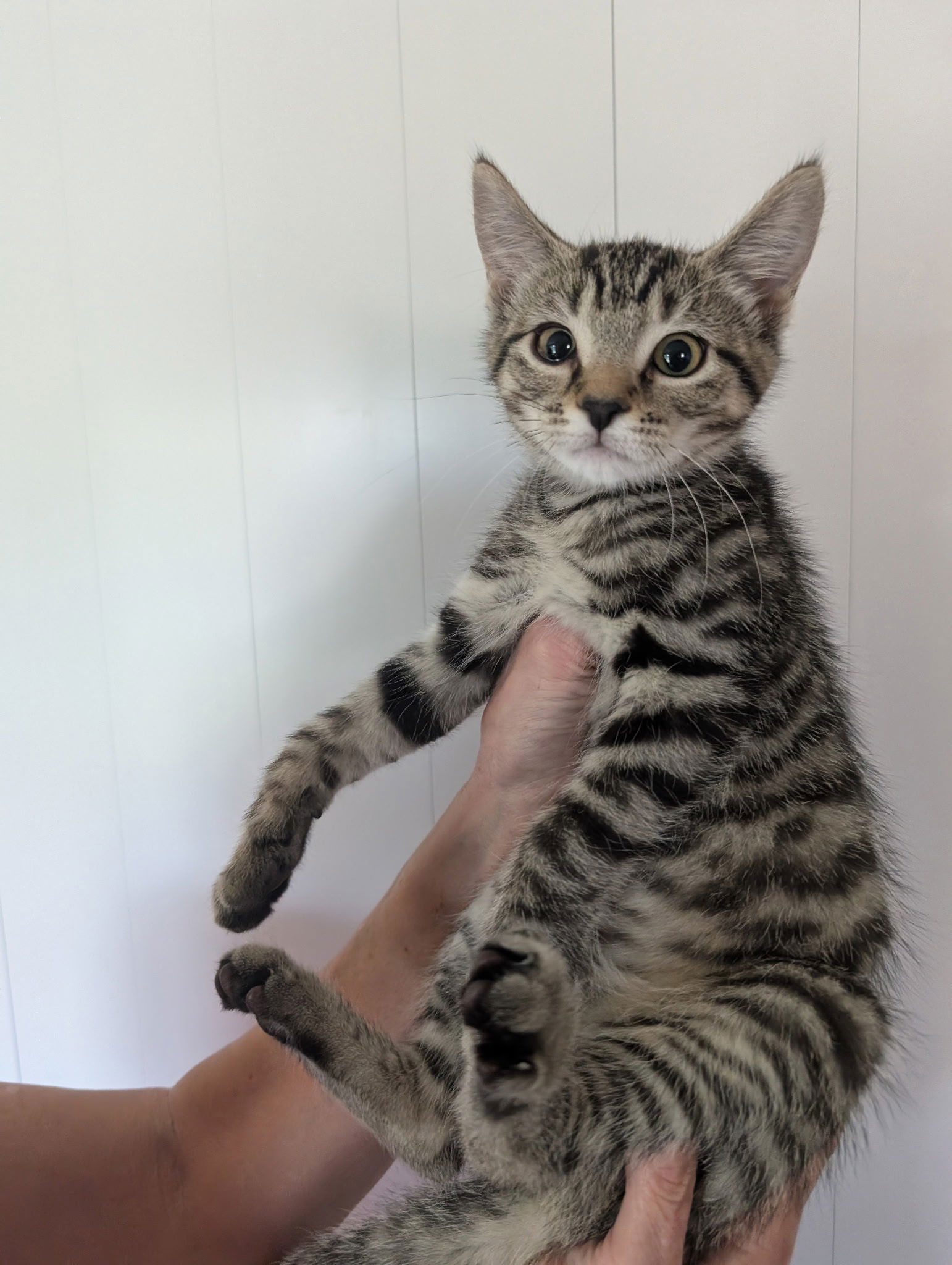 adoptable Cat in Harrisburg, PA named Onyx