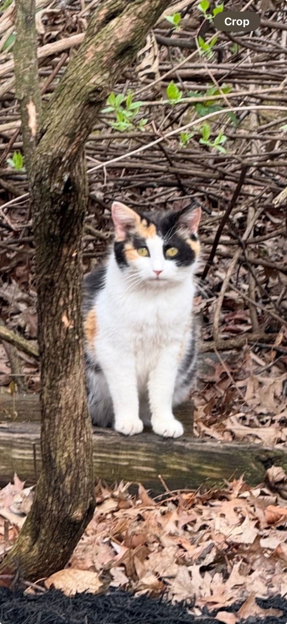 adoptable Cat in Harrisburg, PA named Popcorn