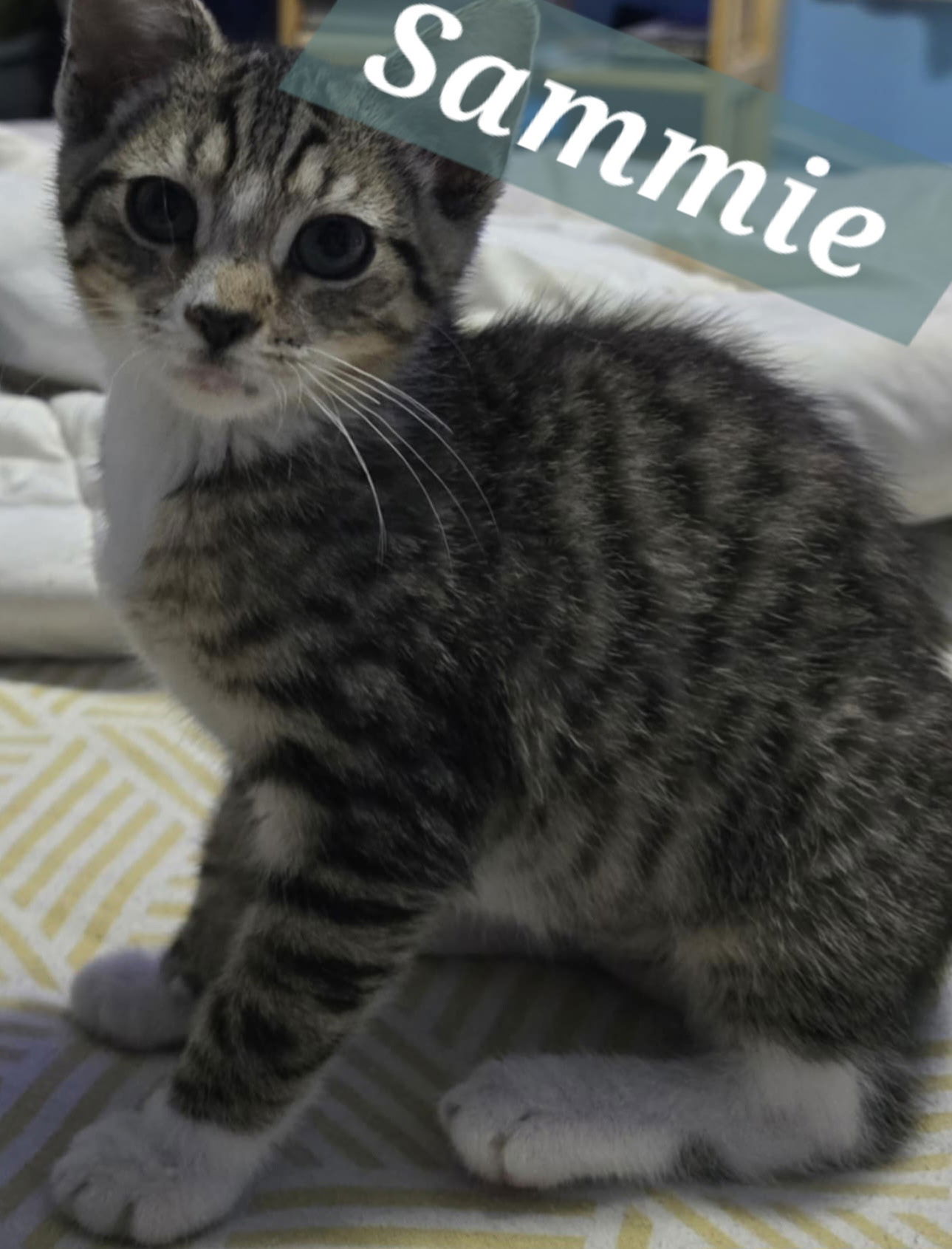 adoptable Cat in Harrisburg, PA named Sammie - Come Visit Me At Petco on Jonestown Rd!