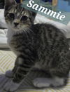Sammie - Come Visit Me At Petco on Jonestown Rd!