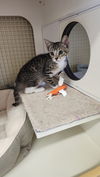Sammie - Come Visit Me At Petco on Jonestown Rd!