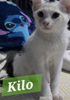 Kilo