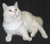 Fluffy -Beautiful Cat
