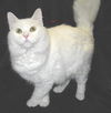 Fluffy -Beautiful Cat