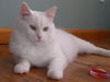 Fluffy -Beautiful Cat