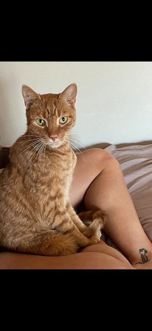 OJO - PRO SNUGGLER - Domestic Short Hair available for adoption