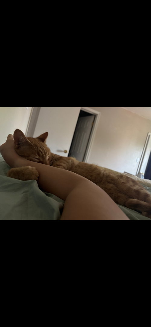 OJO - PRO SNUGGLER - Domestic Short Hair available for adoption