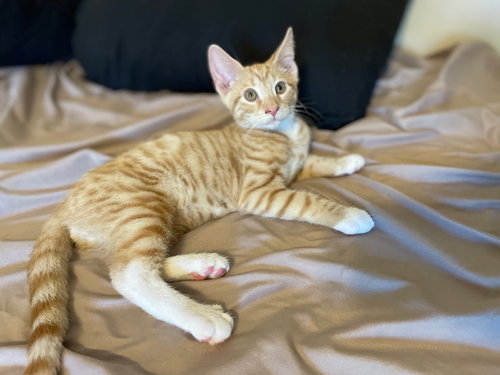 BISCUIT - Domestic Short Hair available for adoption